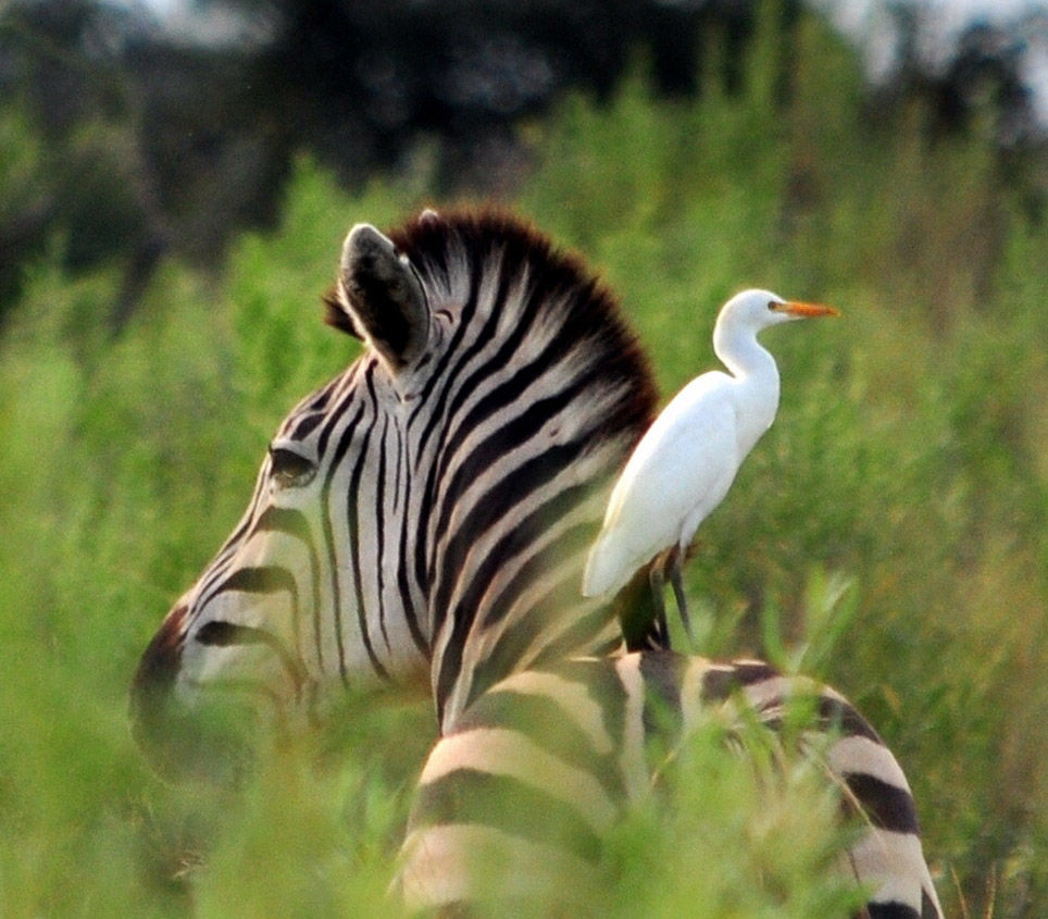 zebra